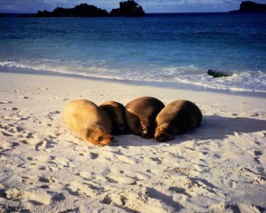 Sea lions          